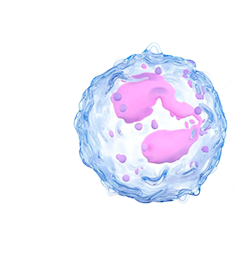 Ubiquitinated Primary Antibodies